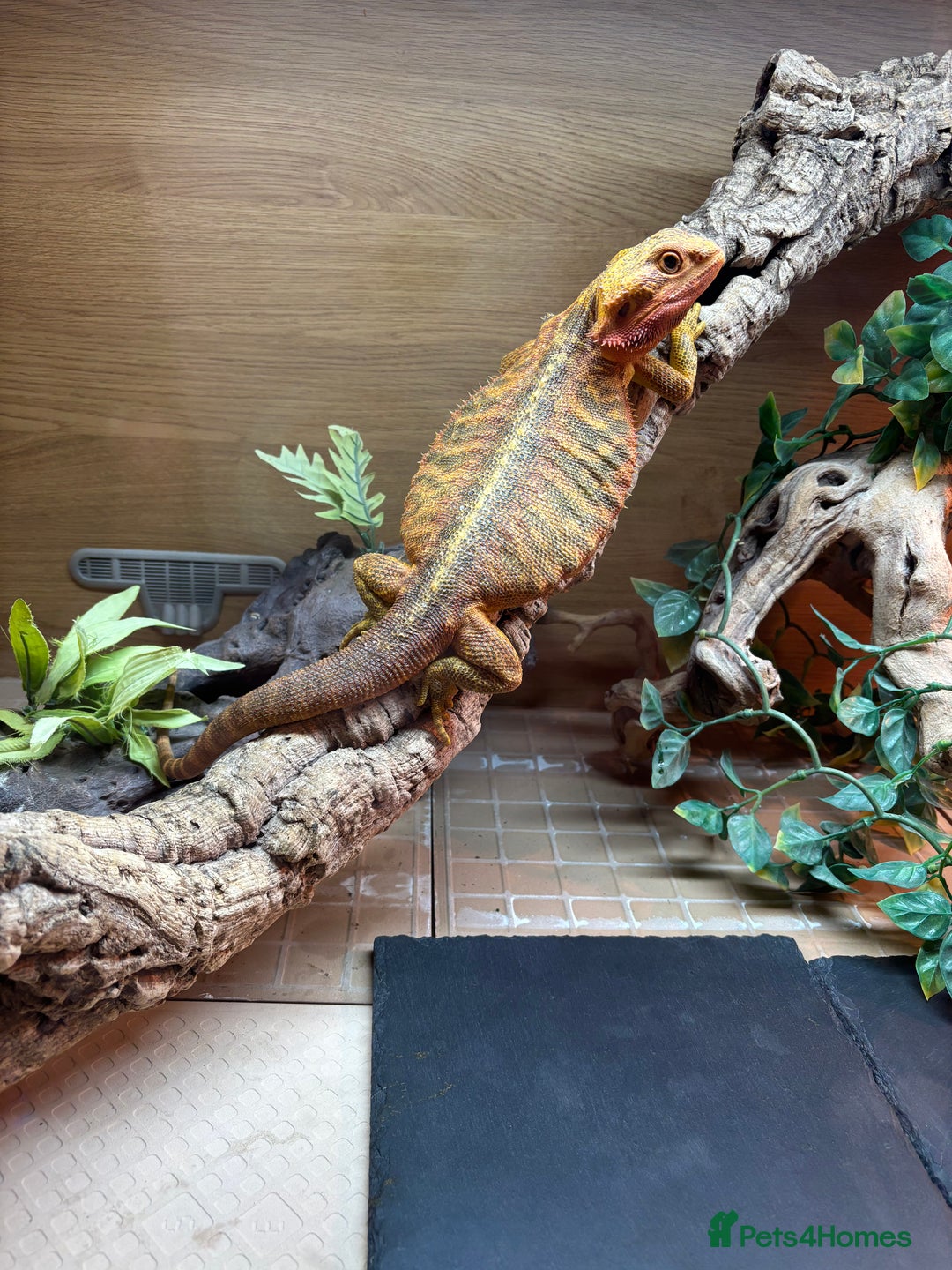 Bearded Dragon reptiles for sale: Translucent leatherback female bearded dragon - Advert 3