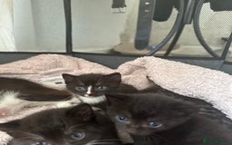 Domestic Shorthair cats for sale: Gorgeous kittens - Image 3