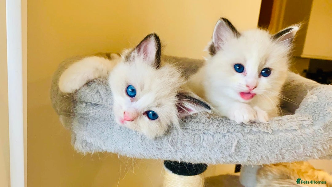 Ragdoll cats for sale: Pure Stunning Ragdoll Kittens - Advert 13