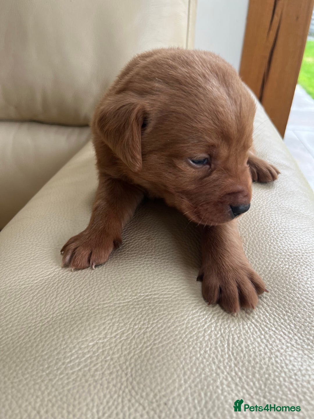 Labrador Retriever dogs for sale: KC Registered Fox Red Labrador puppies - Advert 34