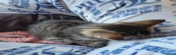 Mixed Breed cats for sale: Kittens ready now - Advert 17