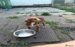 Sprocker dogs for sale: 6 month old female springer spaniel. - Image 2