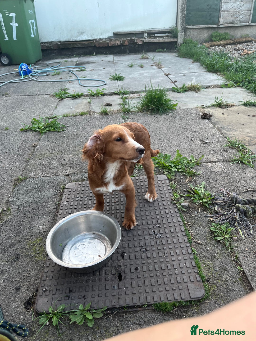 Sprocker dogs for sale: 6 month old female springer spaniel. - Image 2