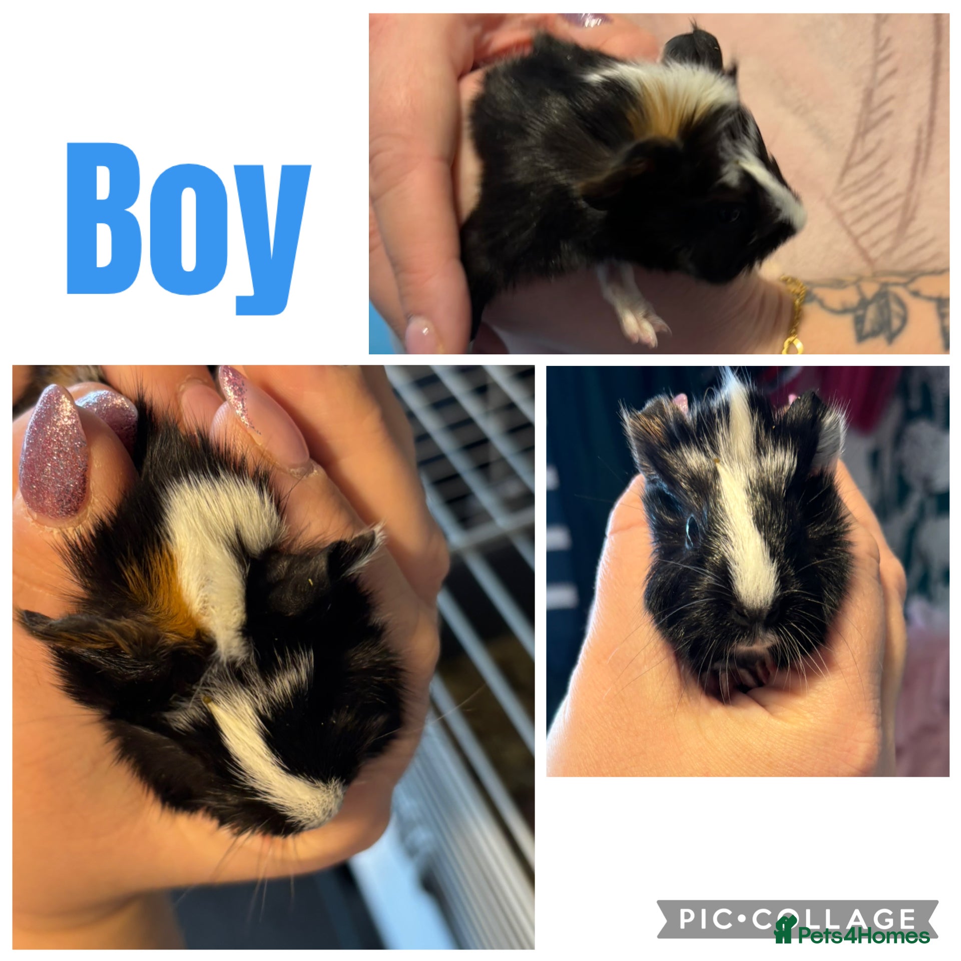 Guinea Pig rodents 2 baby boy guinea pigs ready now - Advert 19