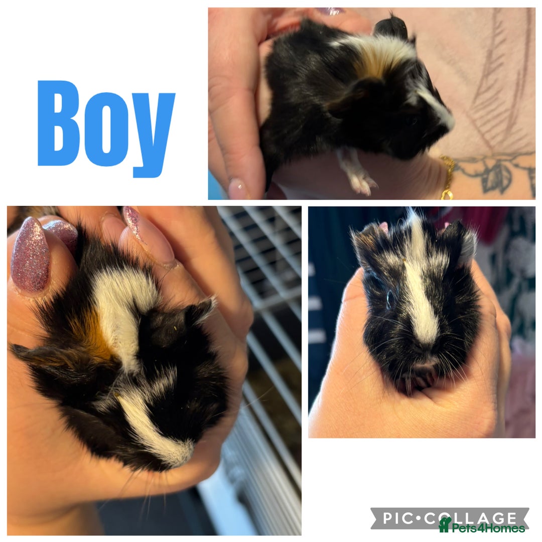 Guinea Pig rodents for sale: 4 boy baby guinea pigs - ready 4th Feb onwards - Advert 8