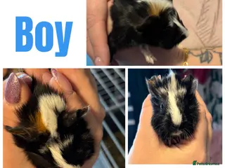 Guinea Pig rodents 2 baby boy guinea pigs ready now - Advert 19