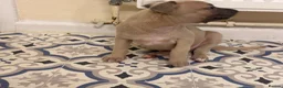 Whippet dogs for sale: Whippet puppy’s - Advert 14