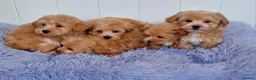 Maltipoo dogs for sale:  Beautiful health clear Maltipoo's - Advert 3