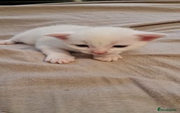 Mixed Breed cats for sale: Adorable white kittens  - Image 17