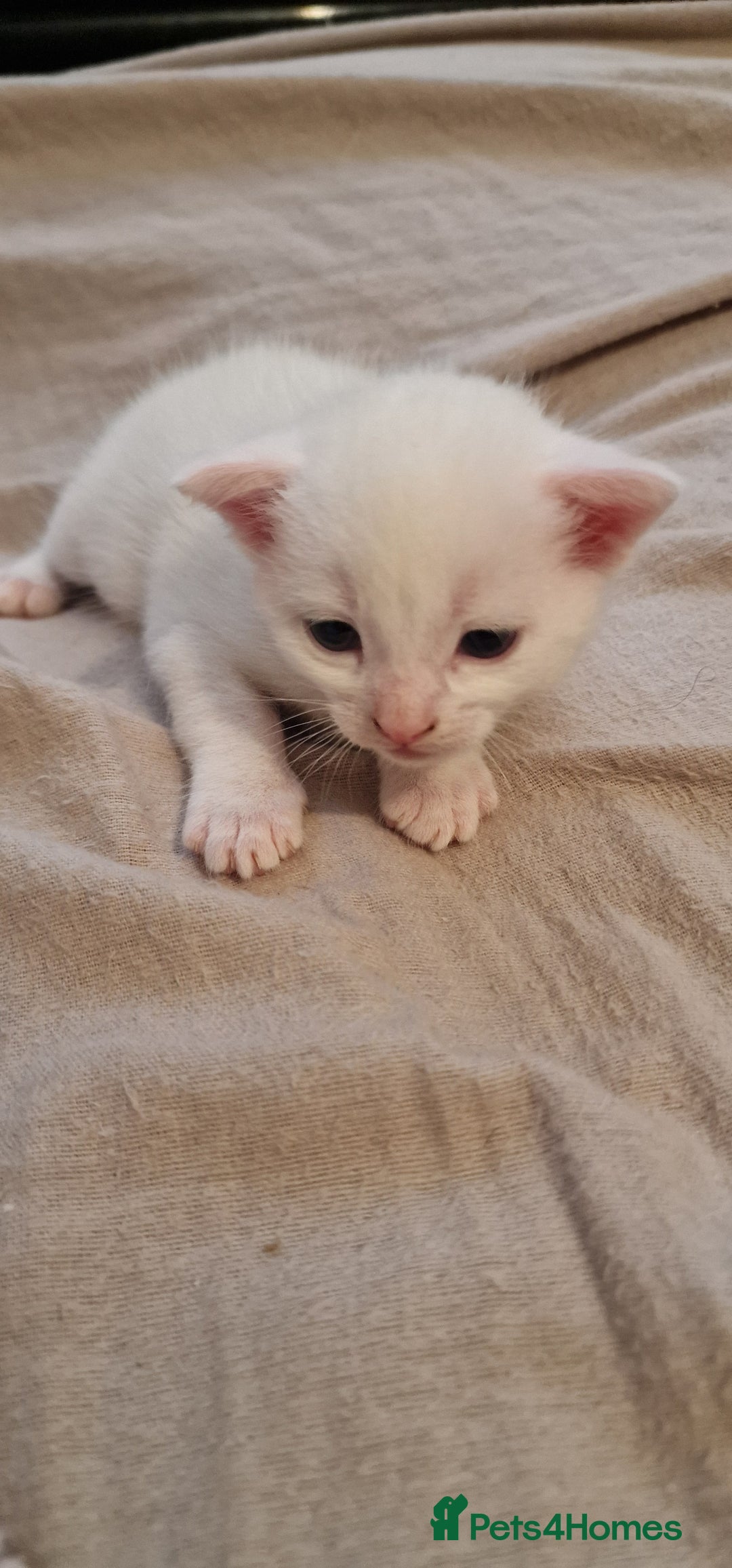 Mixed Breed cats for sale: Adorable white kittens  - Image 17