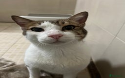 Mixed Breed cats for adoption: Old Soul Seeks Kind Hearted Human - Image 6
