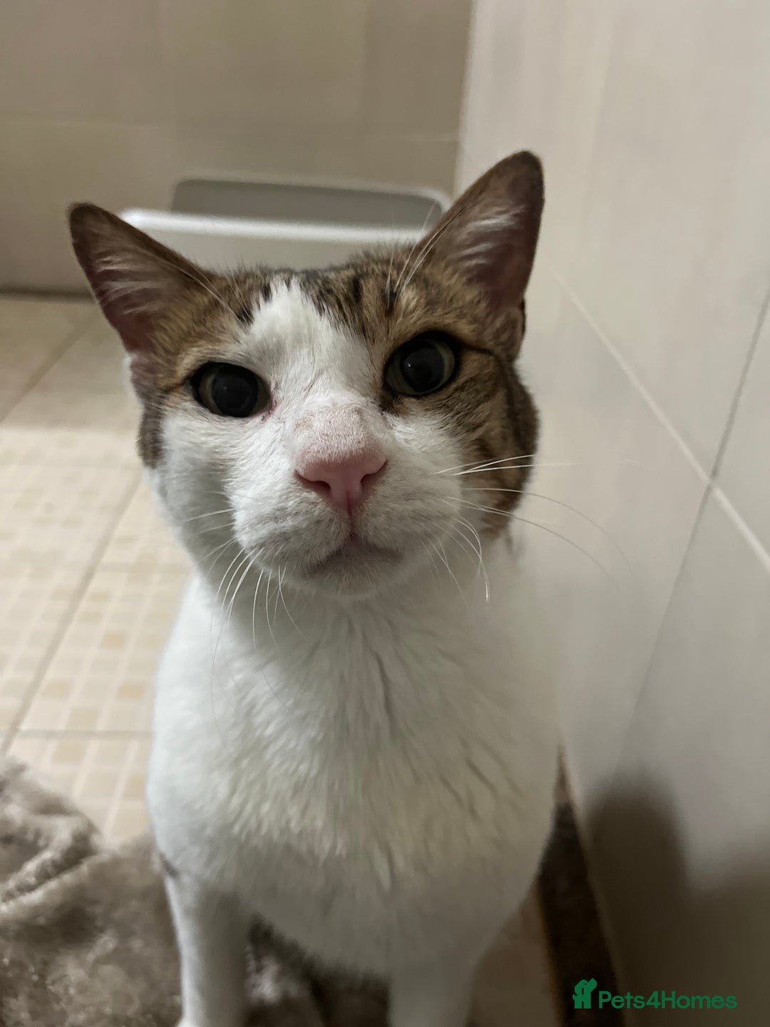 Mixed Breed cats for adoption: Old Soul Seeks Kind Hearted Human - Image 6