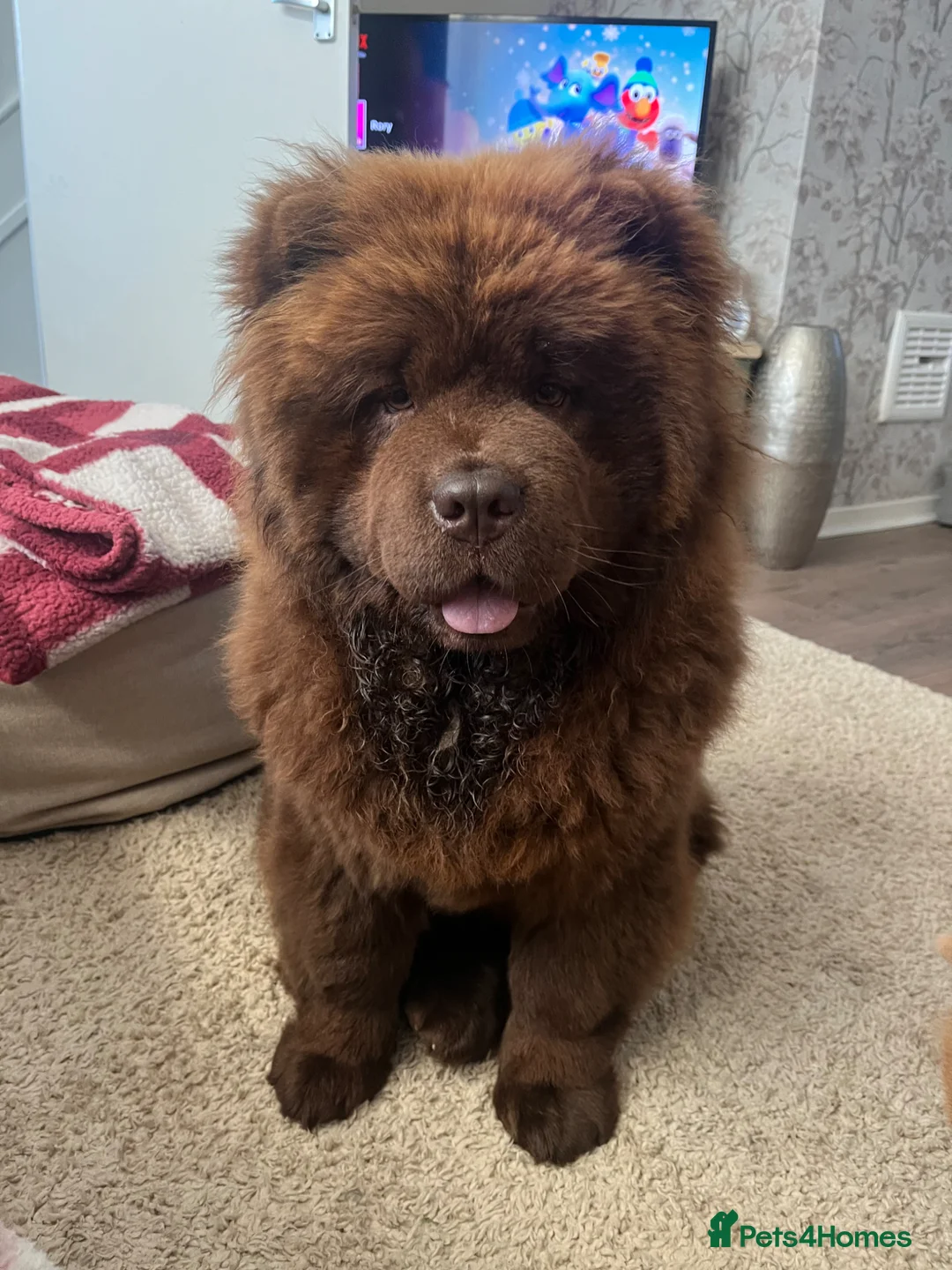 Chow Chow dogs for sale: Chocolate Chow - Advert 1