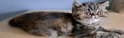 Exotic cats for sale: Gorgeous Exotic kittens - Advert 2