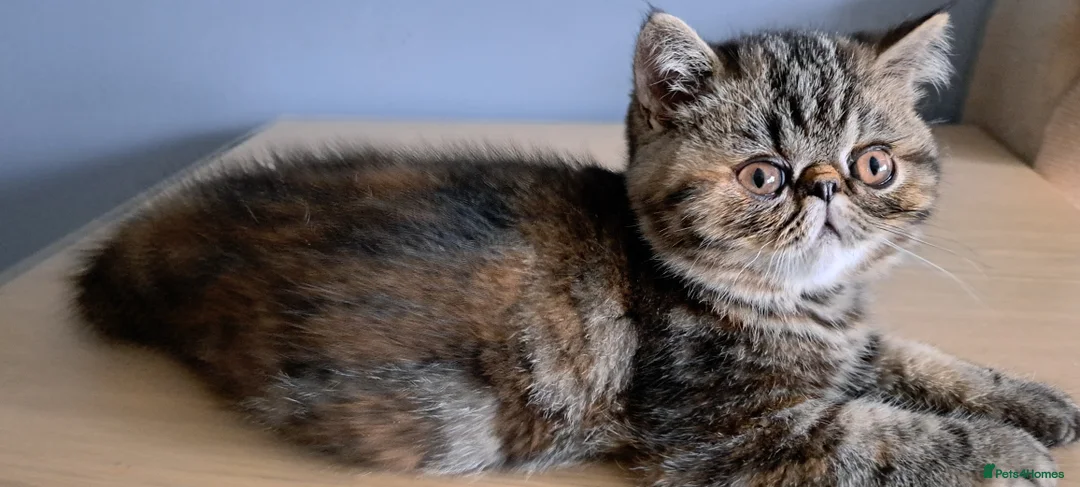 Exotic cats for sale: Gorgeous Exotic kittens - Advert 2