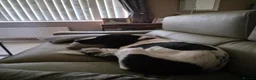 English Springer Spaniel dogs for sale: Mr stephen woodcock - Advert 6
