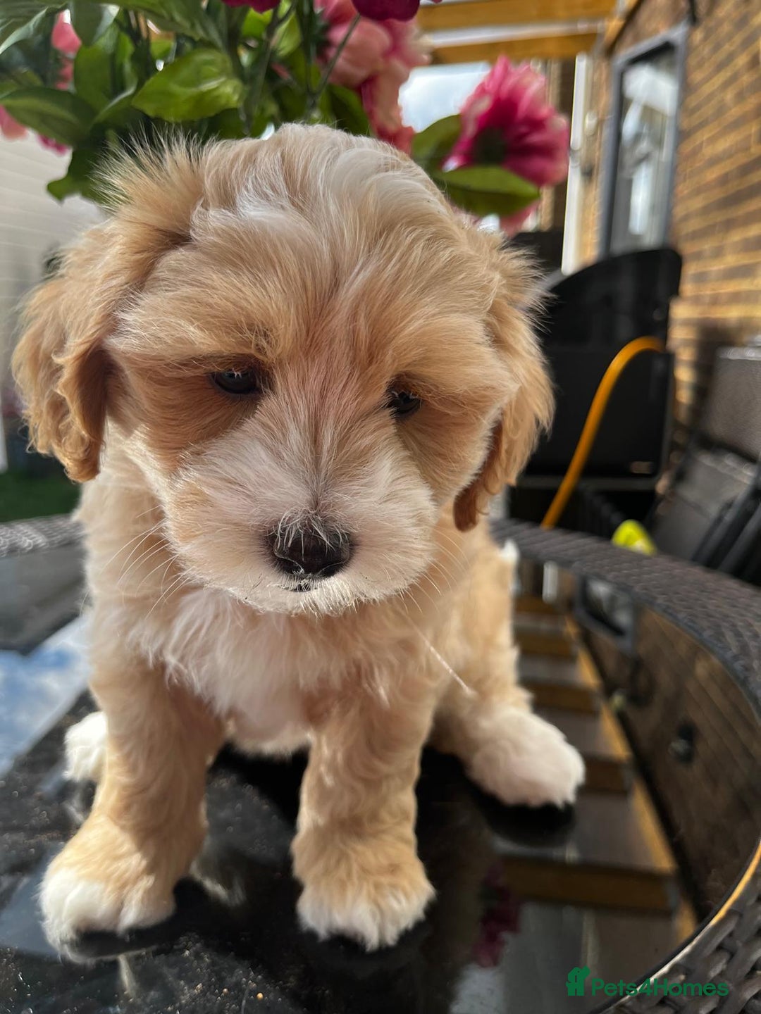 Maltipoo dogs for sale: Adorable Maltipoo  - Image 18