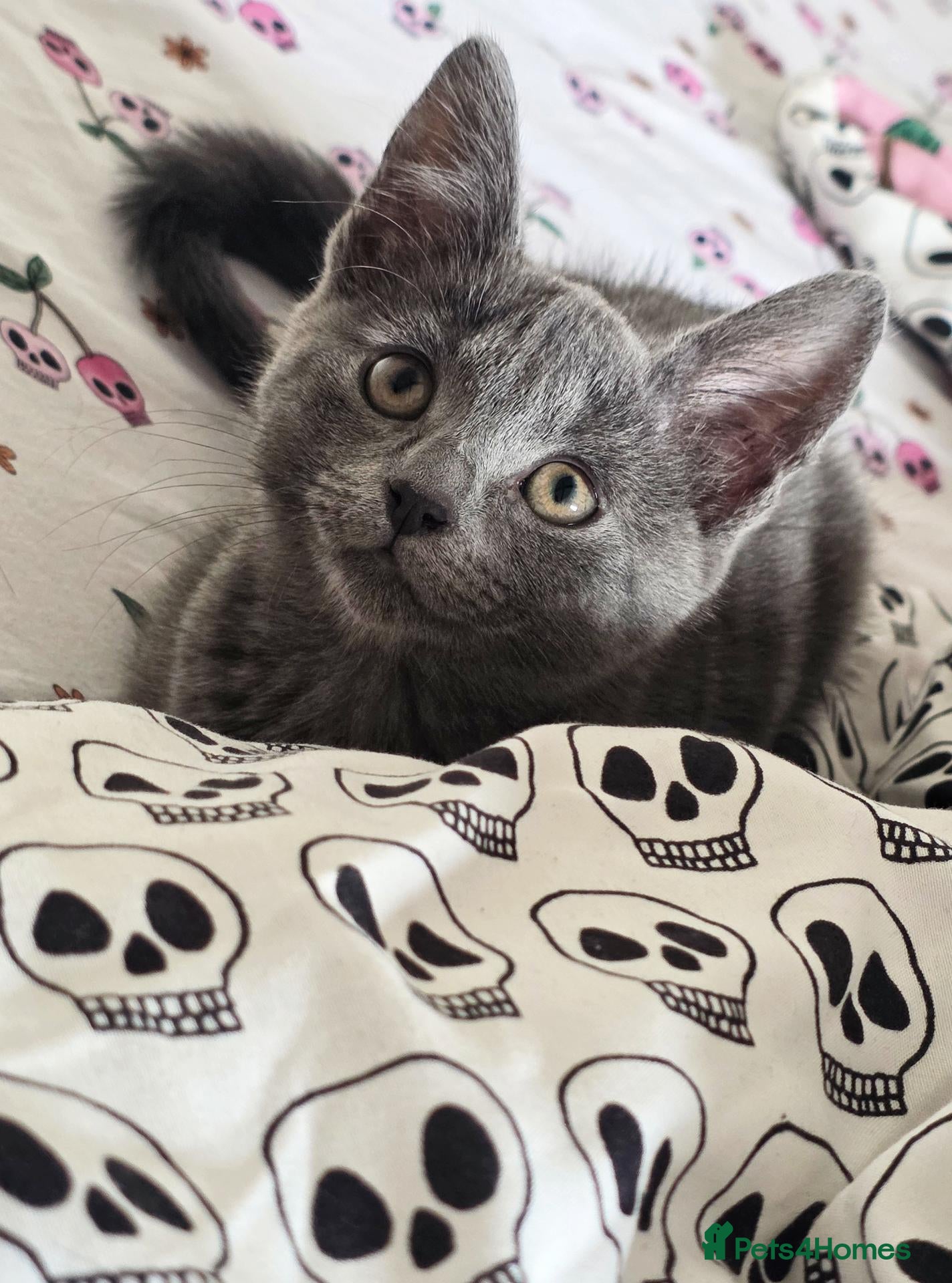 Mixed Breed cats Gray tabby kitten - Advert 3