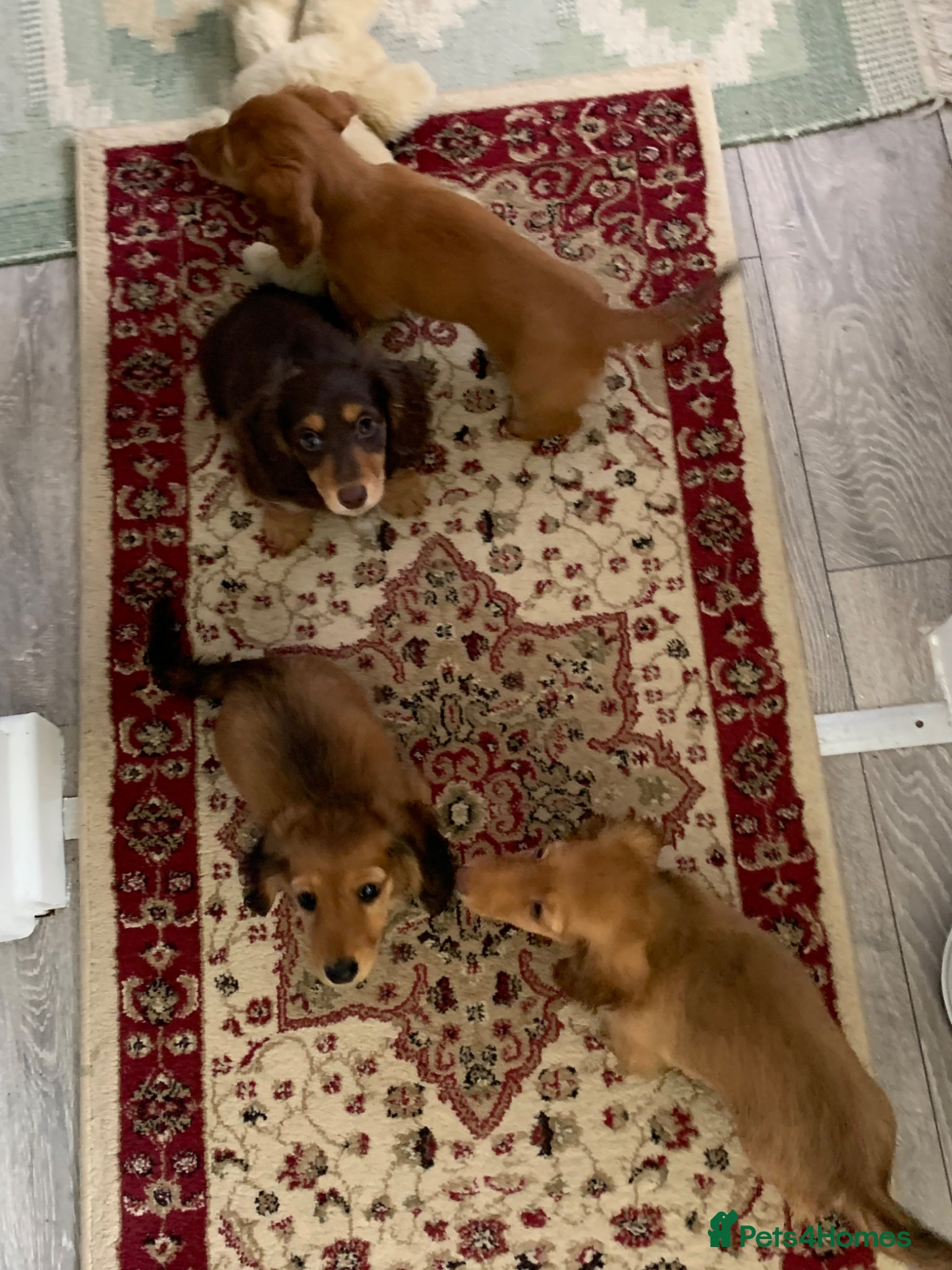Dachshund dogs for sale: Last 2 Miniature longhaired dachshund Puppies - Advert 19