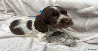 Cocker Spaniel dogs - Advert 14
