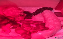 Cocker Spaniel dogs for sale: 7 beautiful cocker spaniels  - Image 5