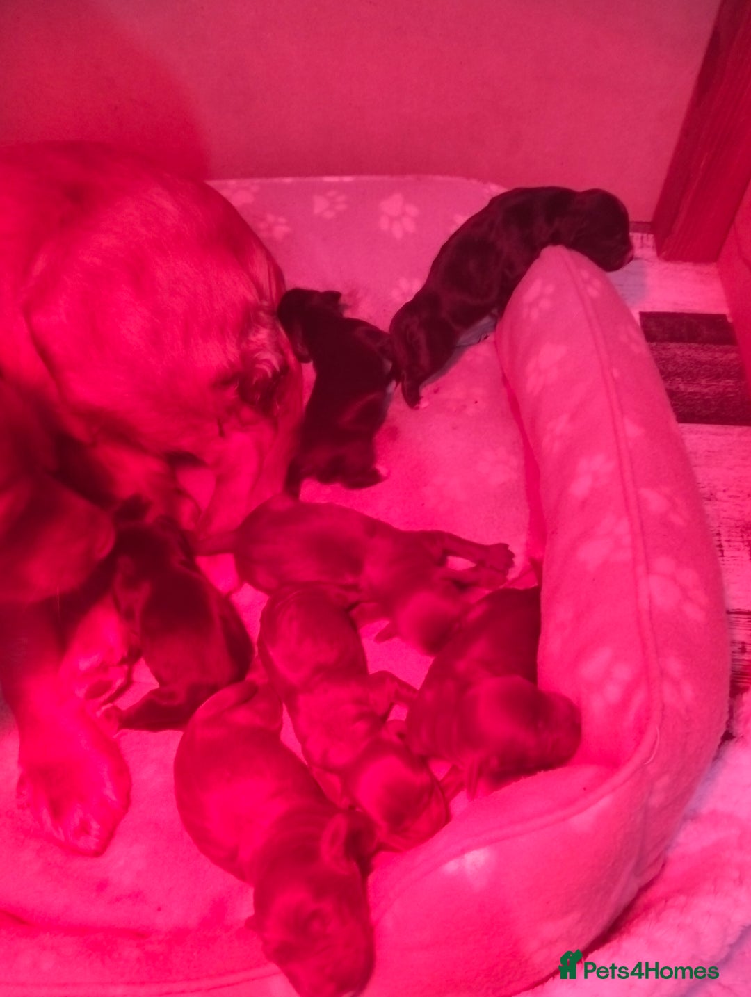 Cocker Spaniel dogs for sale: 7 beautiful cocker spaniels  - Image 5