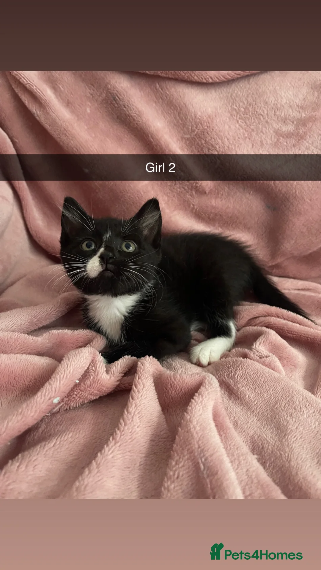 Mixed Breed cats for sale: Beautiful black and white kittens in Liverpool - Advert 6