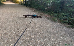 Dachshund dogs for sale: Dexter   - Image 6