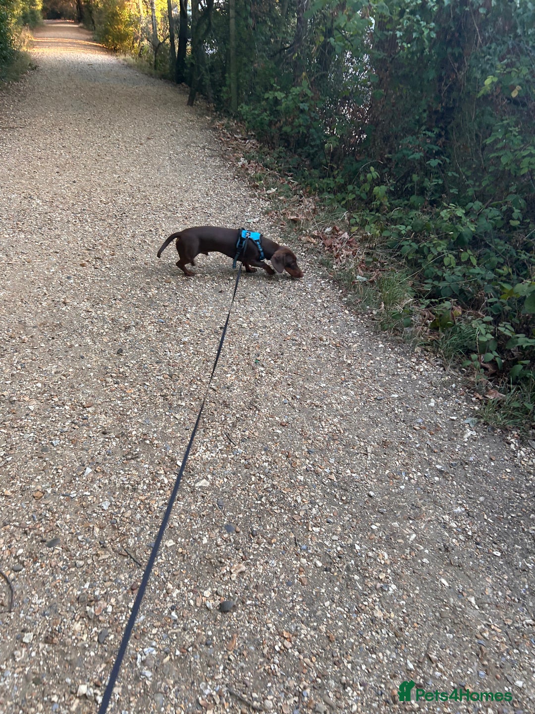 Dachshund dogs for sale: Dexter   - Image 6