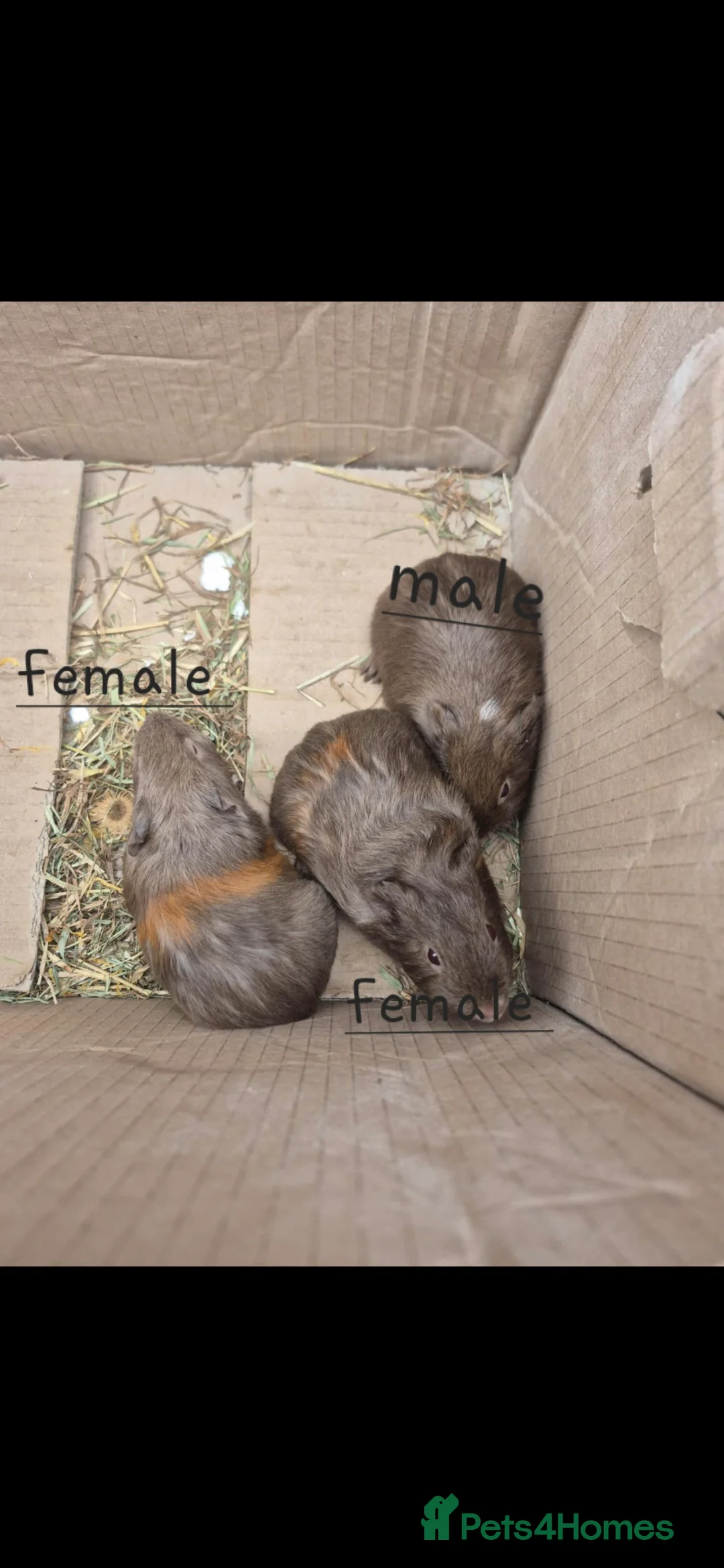 Guinea Pig rodents for sale: Baby Guniea Pigs  - Advert 1