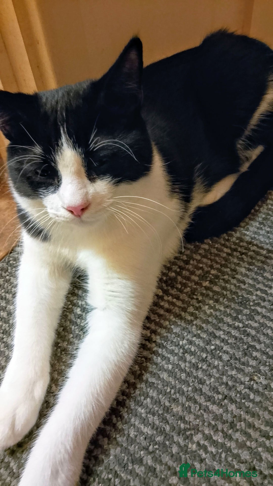 Mixed Breed cats for sale: One little tuxedo 🥰 - Image 19