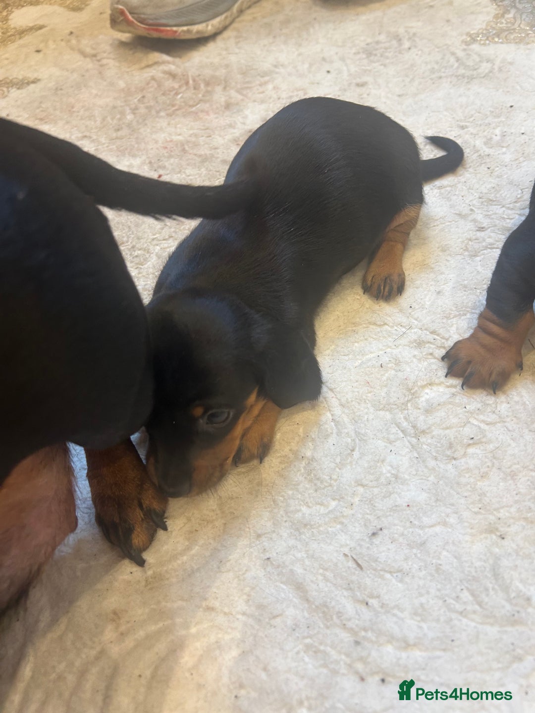 Dachshund dogs for sale: 4 beautiful puppies 2 girls 2 boys blk and tan  - Advert 4