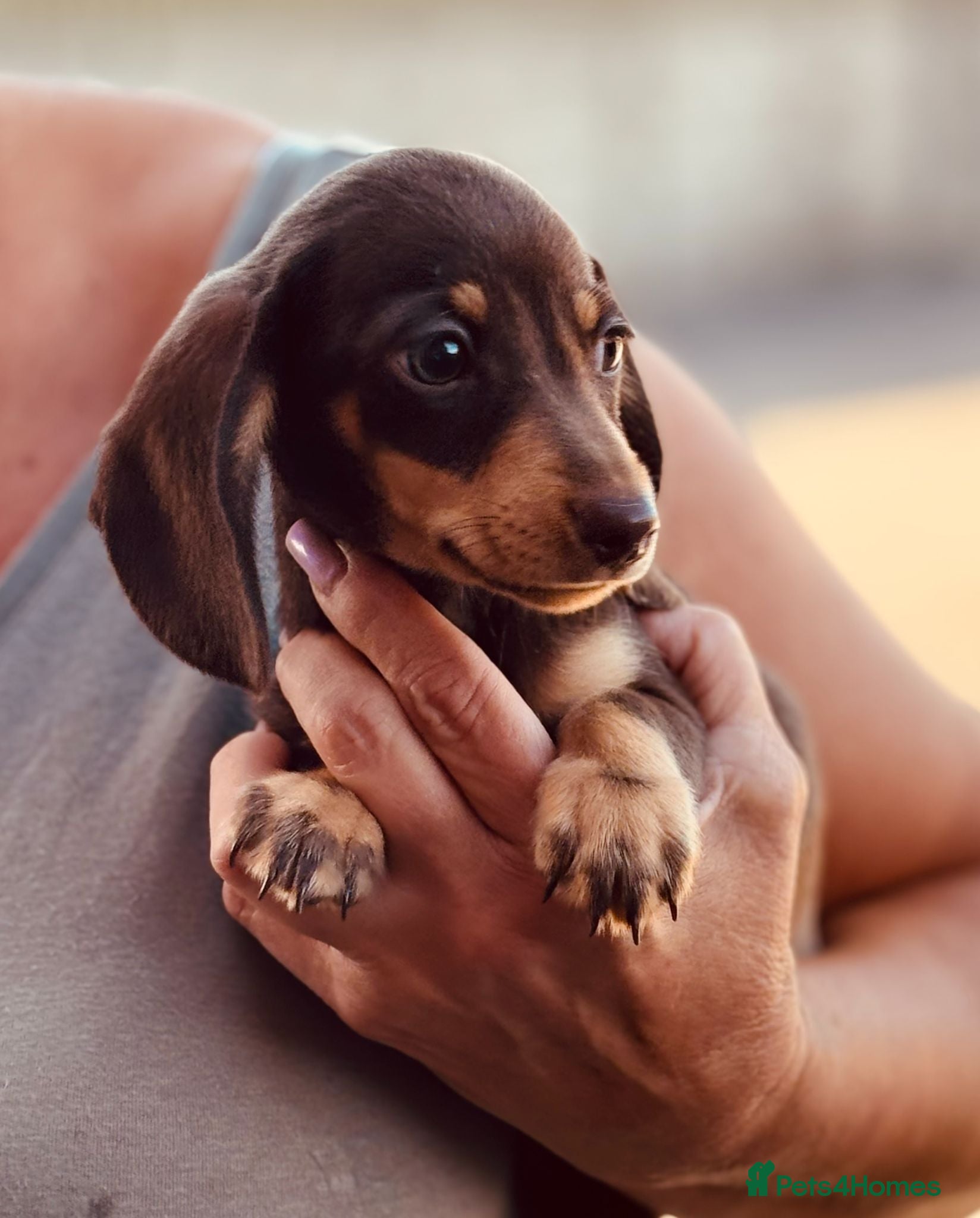 Miniature Dachshund dogs Ready for new home: KC, PRA clear stunning boy - Advert 1