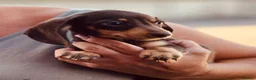 Miniature Dachshund dogs for sale: Ready for new home: KC, PRA clear stunning boy - Advert 1