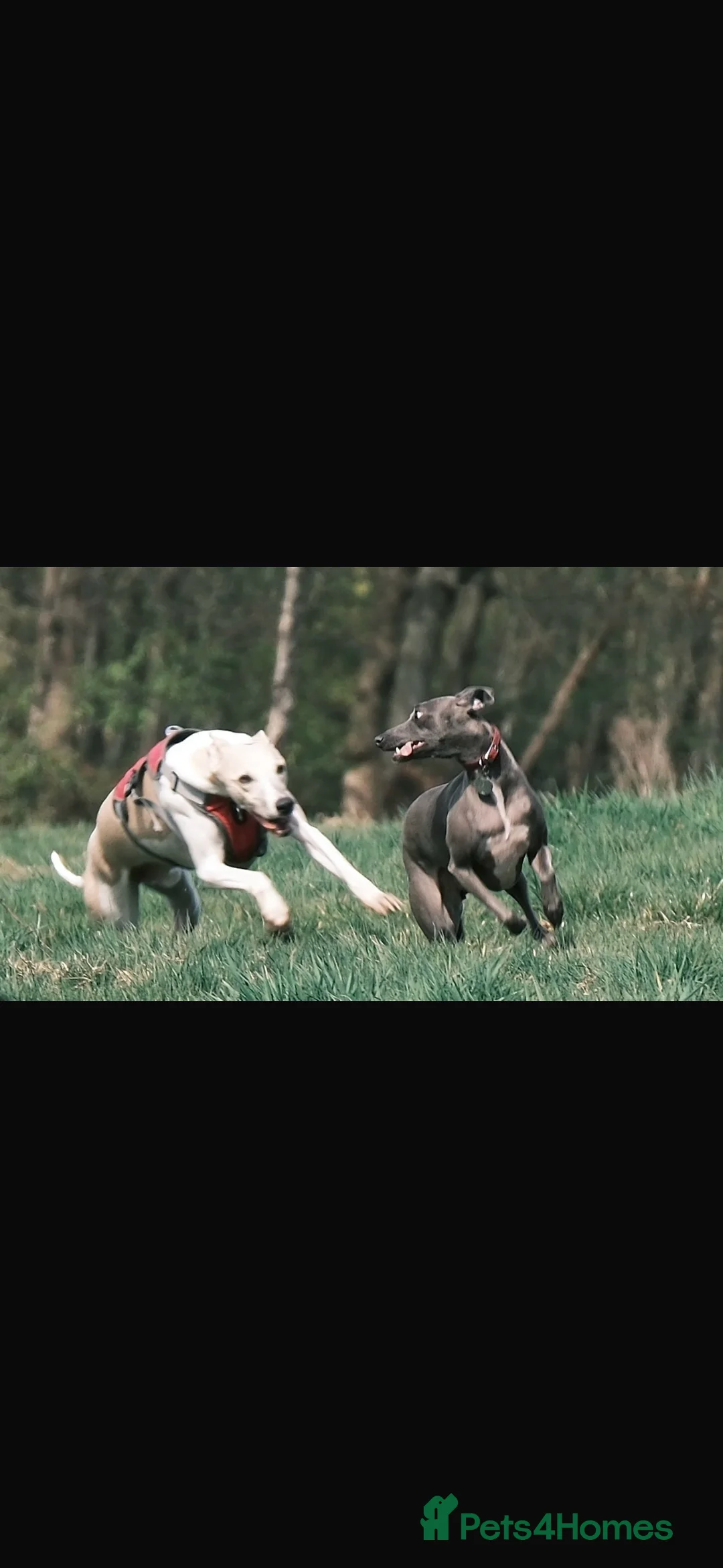 Whippet dogs for sale: Great quality Whippet puppies for sale - Advert 33