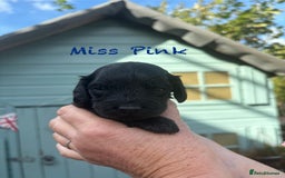 Cockapoo dogs for sale: Gorgeous cockapoo puppies!  - Image 9
