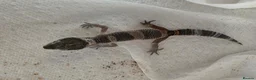 Gecko reptiles for sale: Lepord gekos black night x tangerine babys in Tiverton - Advert 10