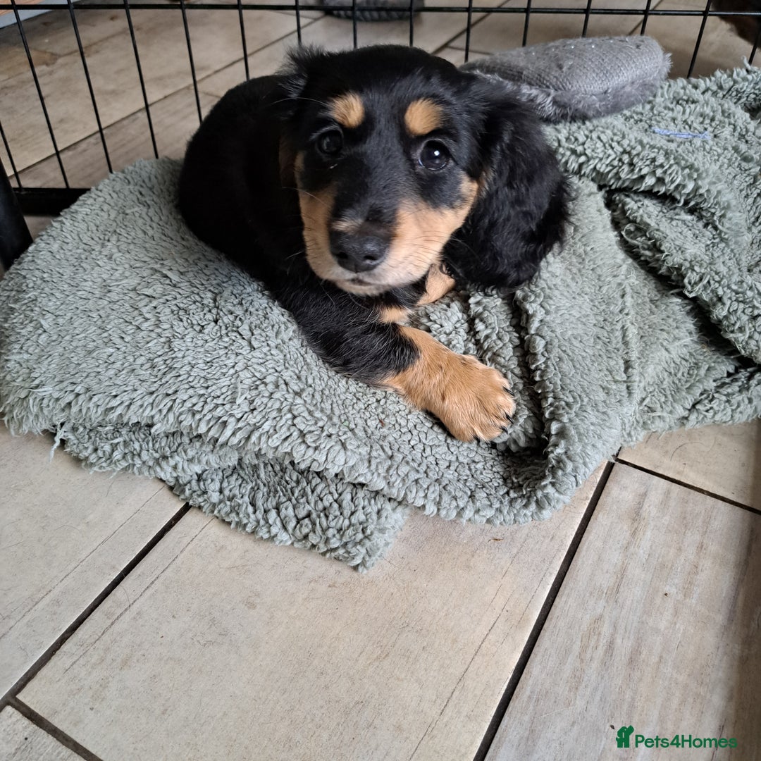 Miniature Dachshund dogs for sale: Just a boy longer coated, healthy Mini Dachshund - Image 23