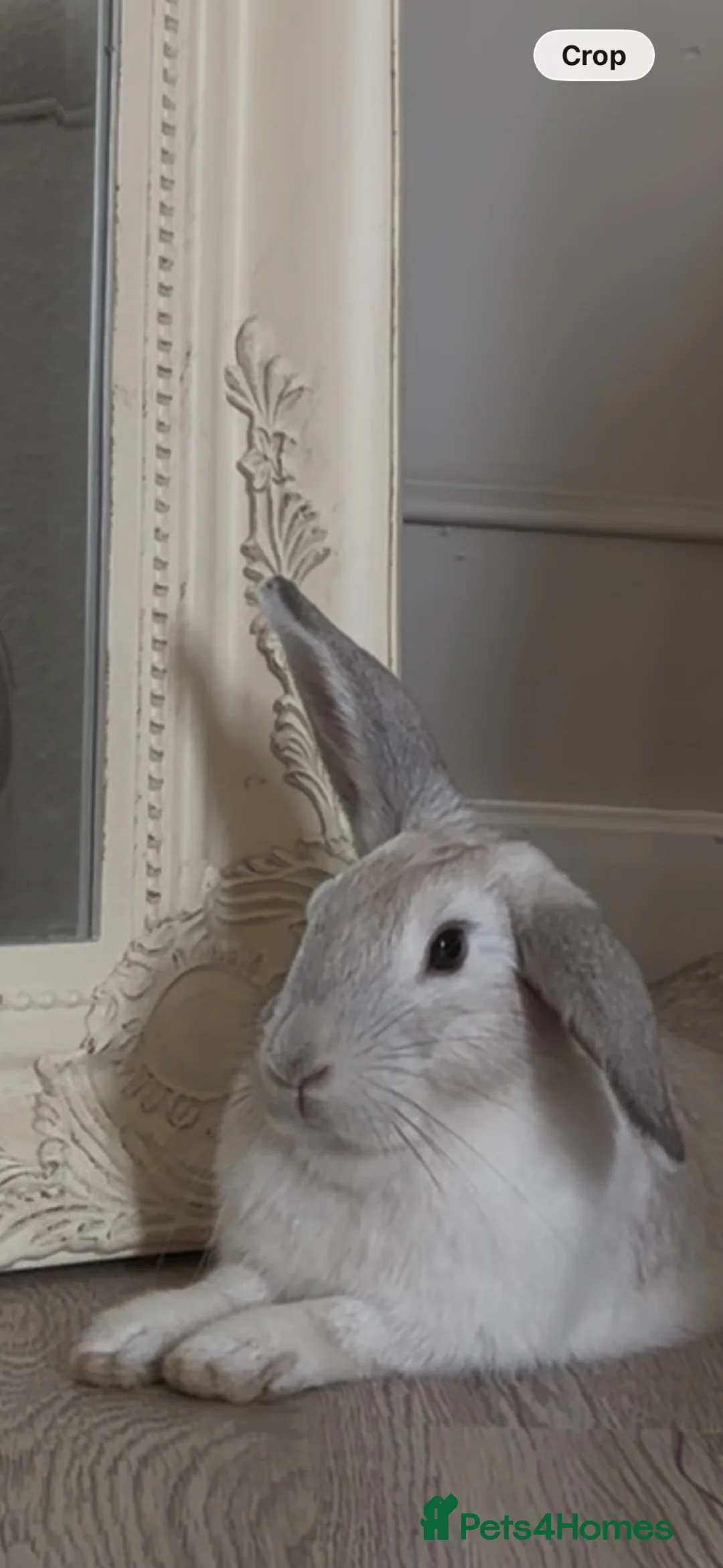 Mixed Breed rabbits for sale: Bonded pair of rabbits  in Salisbury - Advert 7