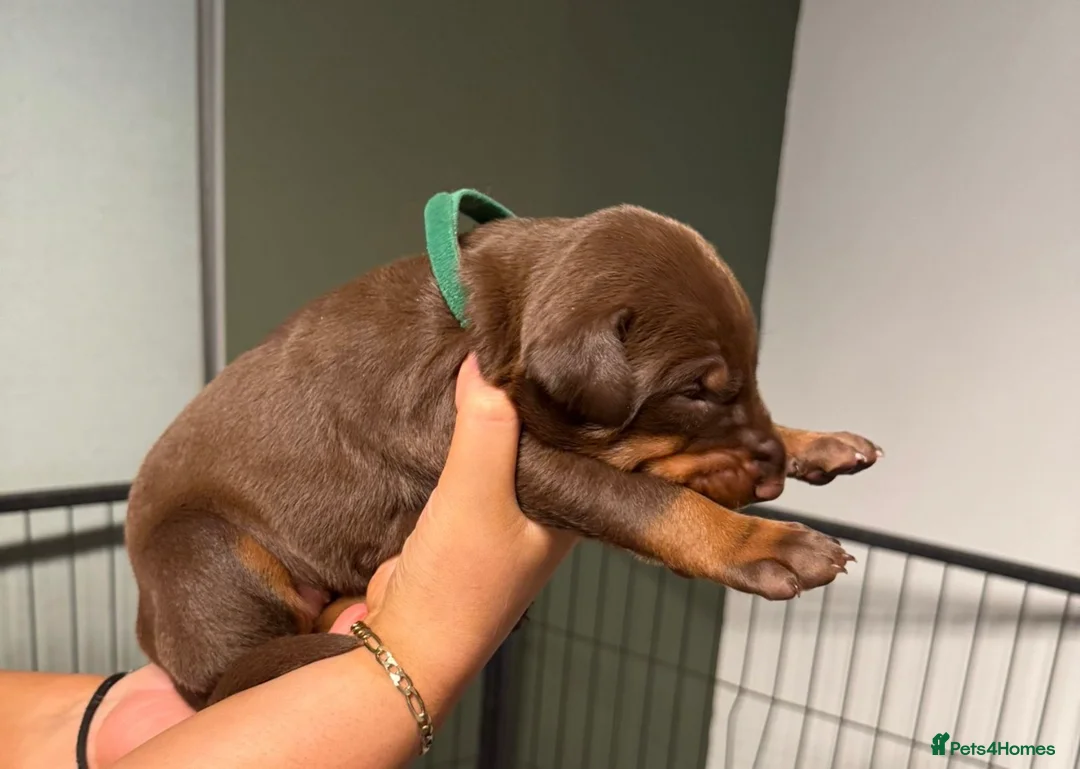 Dobermann dogs for sale: Chocolate & Isabella Doberman puppies for sale  - Advert 19