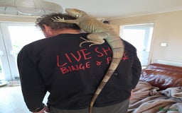 Iguana reptiles for sale: Blue igguana - Image 3