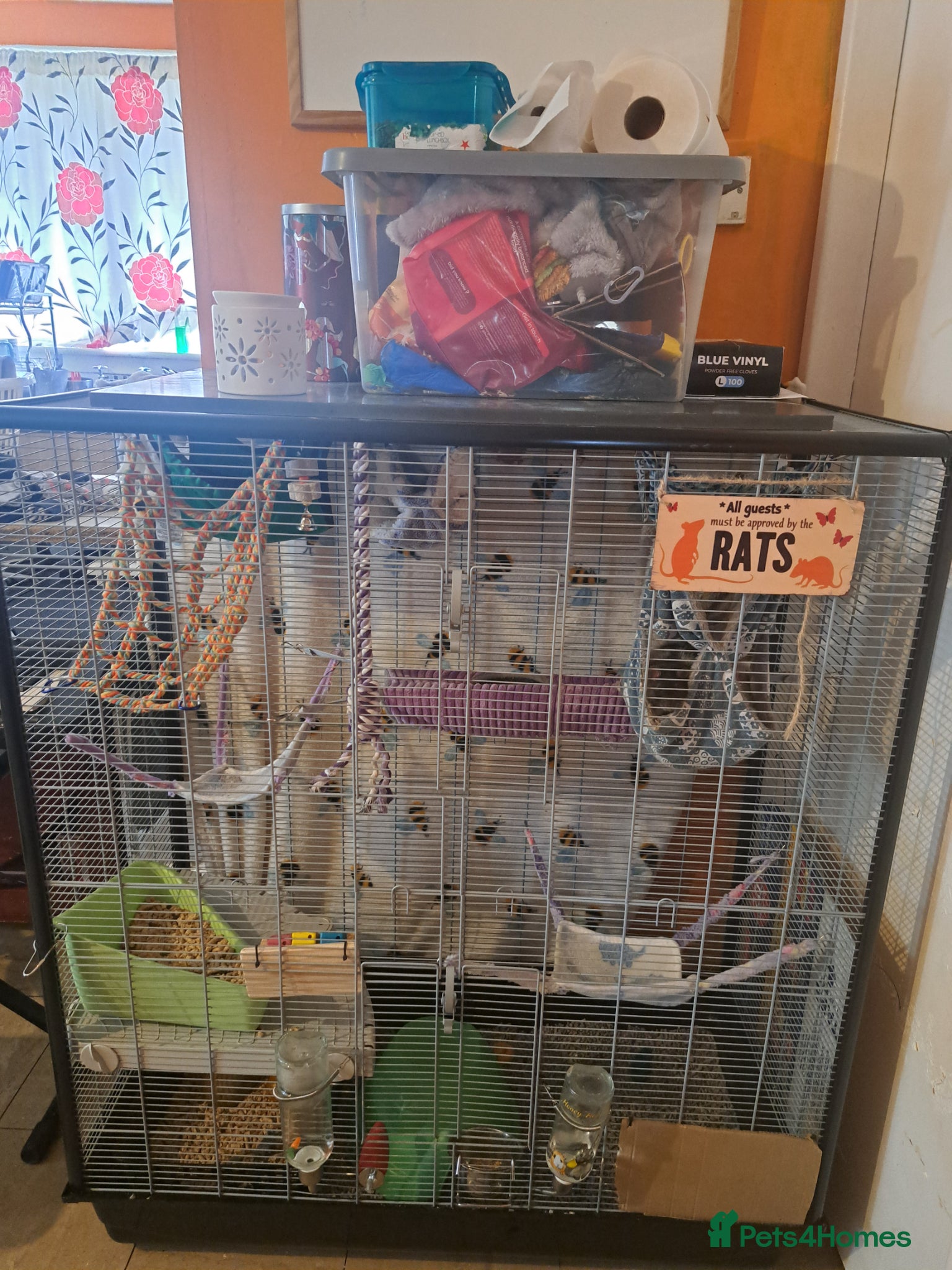 Rat rodents 3 Boy rats and full set up. Sad sale. - Advert 10