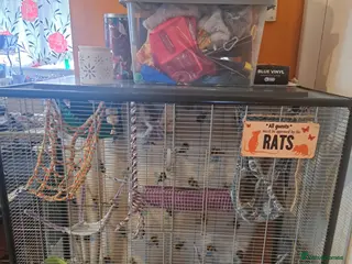 Rat rodents 3 Boy rats and full set up. Sad sale. - Advert 10