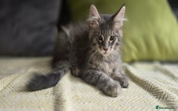 Maine Coon cats for sale: Maine coon kittens ready  - Image 34