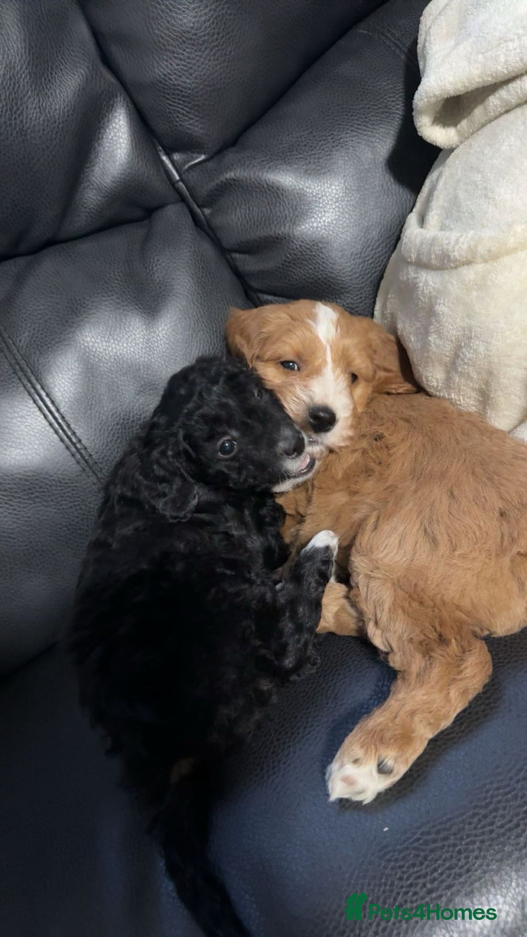 Cockapoo dogs for sale: Cockerpoo puppies - Advert 1