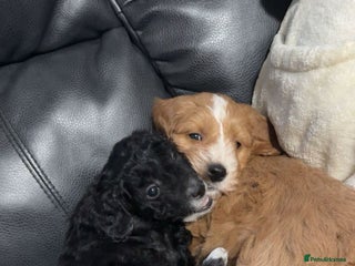 Cockapoo dogs Cockerpoo puppies - Advert 7