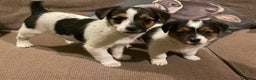 Jack Russell dogs for sale: Gorgeous Jack Russell Puppies  - Advert 1