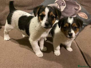 Jack Russell dogs Gorgeous Jack Russell Puppies - Advert 2