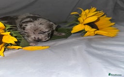 Great Dane dogs for sale: KC Registered Great Dane Puppies. - Image 8