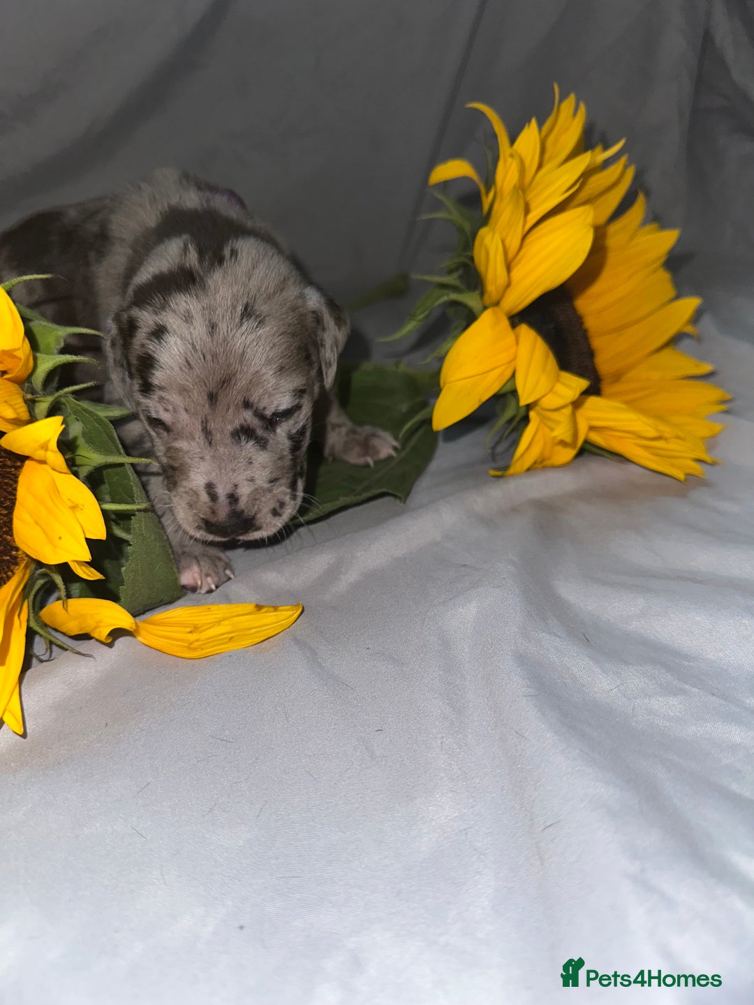 Great Dane dogs for sale: KC Registered Great Dane Puppies. - Image 8